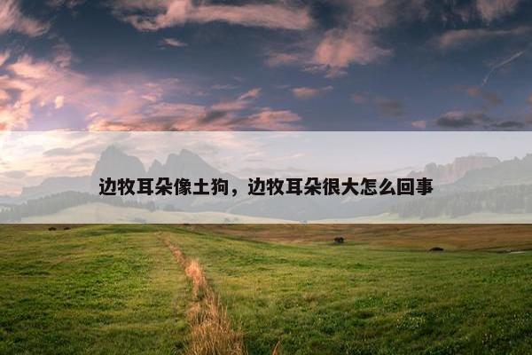 边牧耳朵像土狗，边牧耳朵很大怎么回事