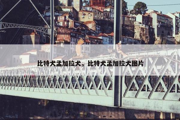 比特犬孟加拉犬，比特犬孟加拉犬图片
