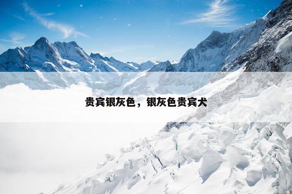 贵宾银灰色，银灰色贵宾犬