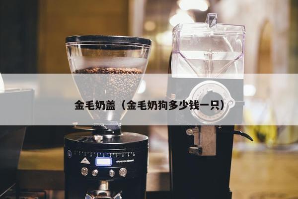 金毛奶盖（金毛奶狗多少钱一只）