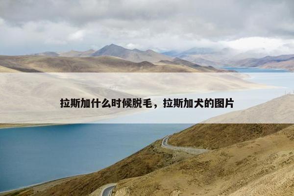 拉斯加什么时候脱毛，拉斯加犬的图片