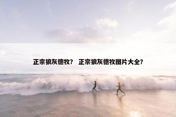 正宗狼灰德牧？ 正宗狼灰德牧图片大全？