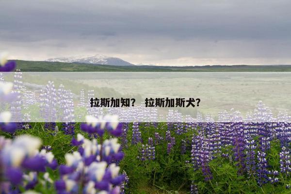 拉斯加知？ 拉斯加斯犬？