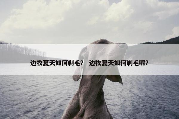 边牧夏天如何剃毛？ 边牧夏天如何剃毛呢？