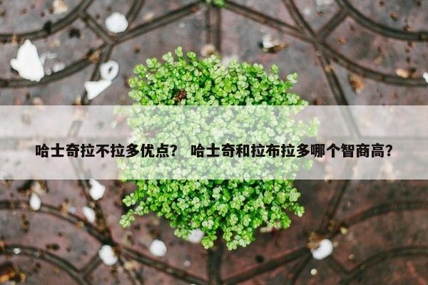 哈士奇拉不拉多优点？ 哈士奇和拉布拉多哪个智商高？