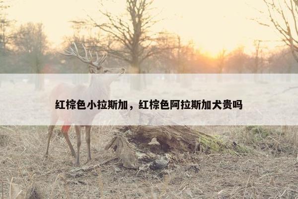 红棕色小拉斯加，红棕色阿拉斯加犬贵吗
