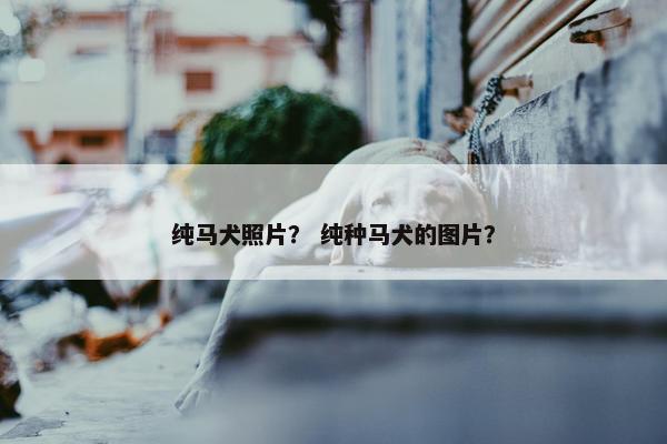纯马犬照片？ 纯种马犬的图片？