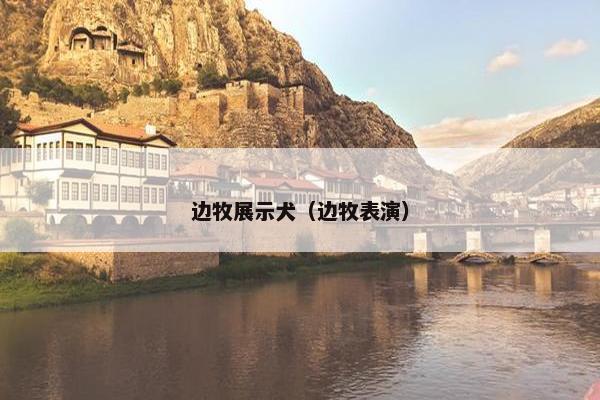 边牧展示犬（边牧表演）