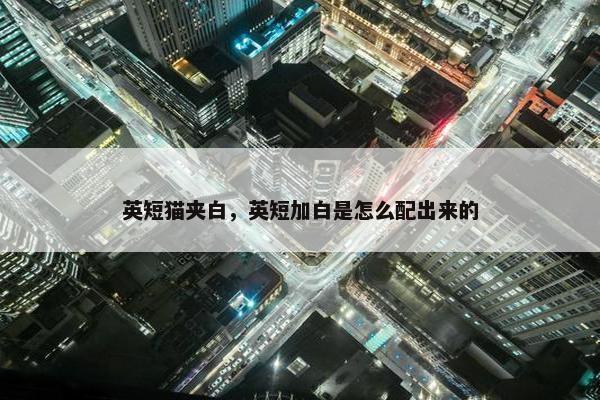 英短猫夹白，英短加白是怎么配出来的