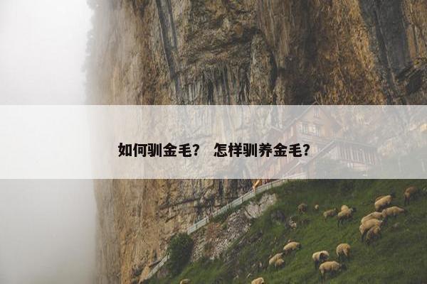 如何驯金毛？ 怎样驯养金毛？