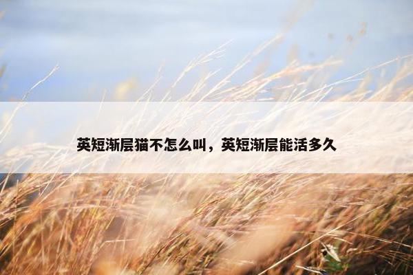 英短渐层猫不怎么叫，英短渐层能活多久