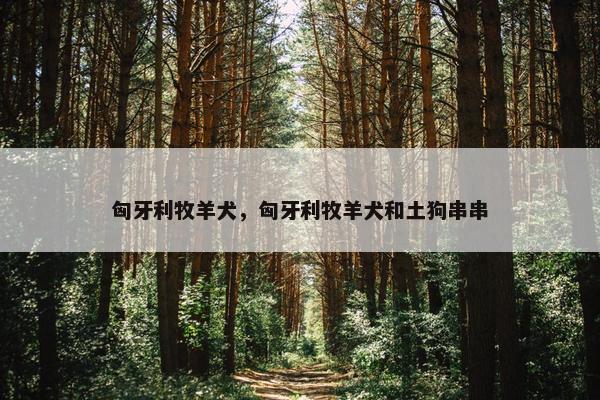 匈牙利牧羊犬，匈牙利牧羊犬和土狗串串