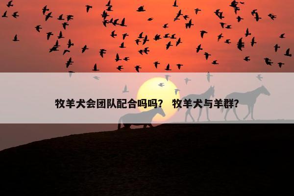 牧羊犬会团队配合吗吗？ 牧羊犬与羊群？