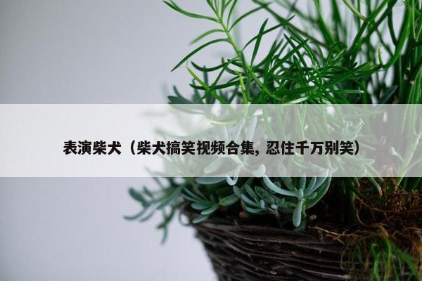 表演柴犬（柴犬搞笑视频合集, 忍住千万别笑）