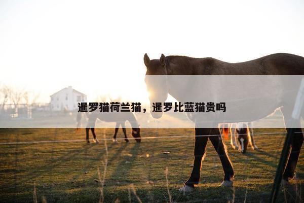暹罗猫荷兰猫，暹罗比蓝猫贵吗