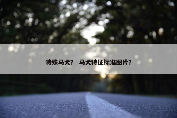 特殊马犬？ 马犬特征标准图片？