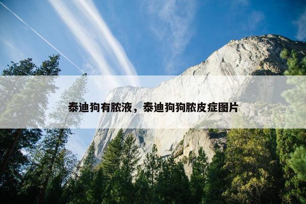泰迪狗有脓液，泰迪狗狗脓皮症图片