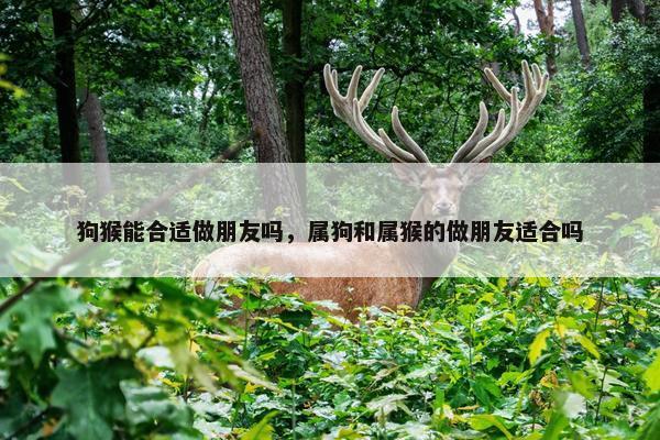 狗猴能合适做朋友吗，属狗和属猴的做朋友适合吗