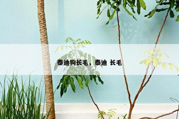 泰迪狗长毛，泰迪 长毛