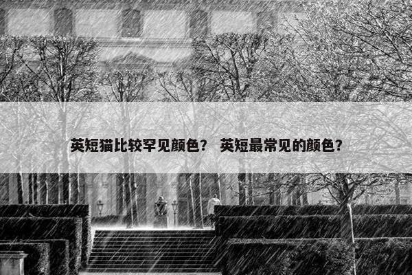 英短猫比较罕见颜色？ 英短最常见的颜色？