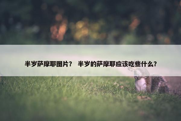 半岁萨摩耶图片？ 半岁的萨摩耶应该吃些什么？