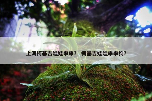 上海柯基吉娃娃串串？ 柯基吉娃娃串串狗？