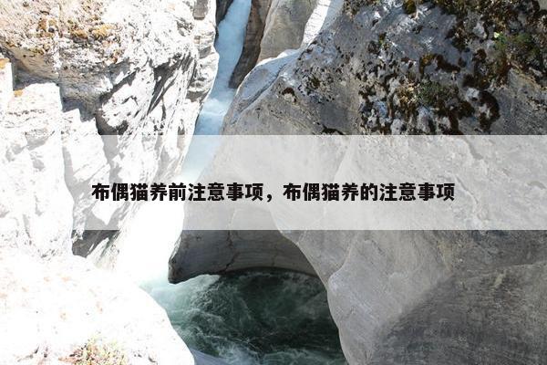 布偶猫养前注意事项，布偶猫养的注意事项