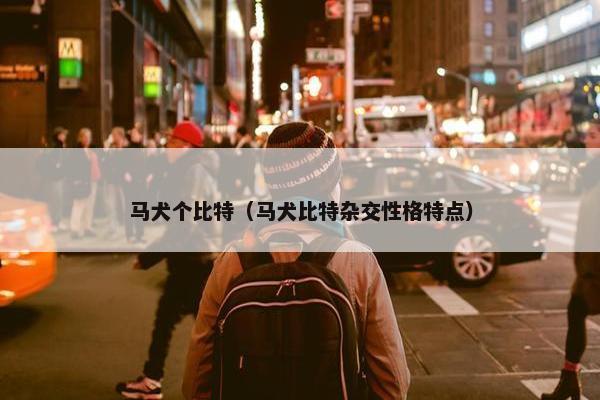 马犬个比特（马犬比特杂交性格特点）