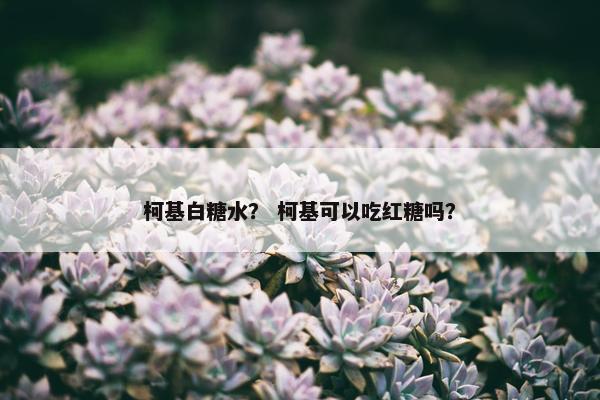 柯基白糖水？ 柯基可以吃红糖吗？
