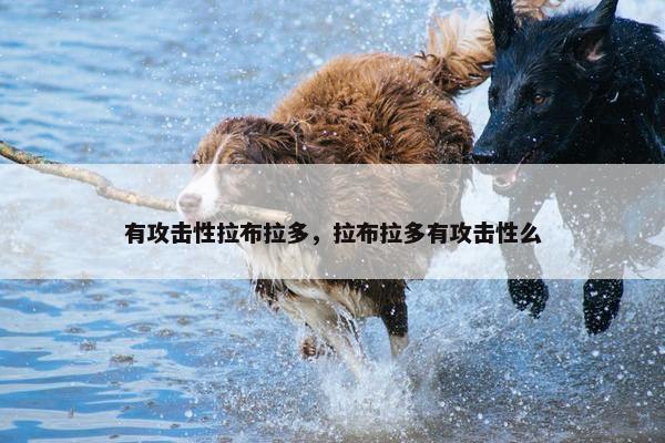 有攻击性拉布拉多，拉布拉多有攻击性么