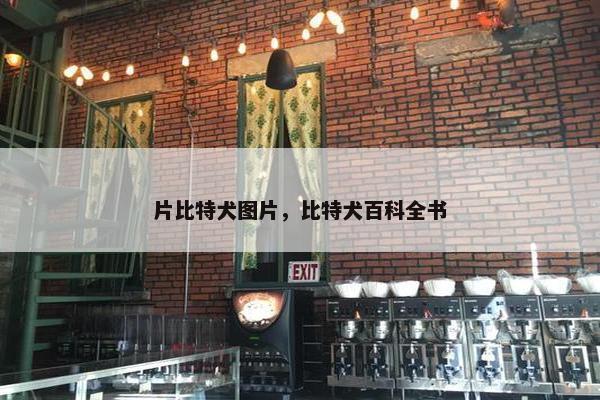片比特犬图片，比特犬百科全书