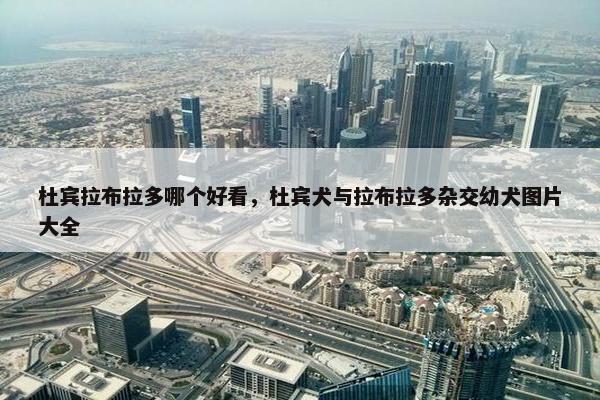 杜宾拉布拉多哪个好看，杜宾犬与拉布拉多杂交幼犬图片大全