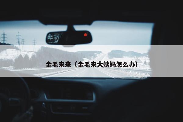 金毛来来（金毛来大姨妈怎么办）