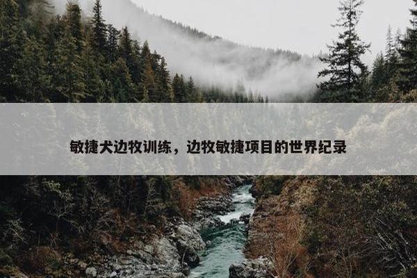 敏捷犬边牧训练，边牧敏捷项目的世界纪录