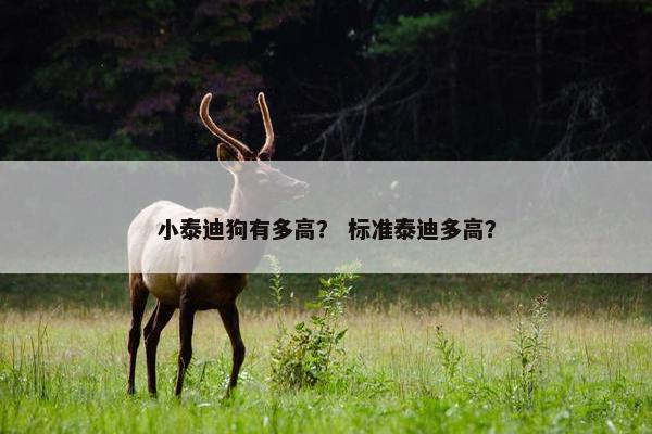 小泰迪狗有多高？ 标准泰迪多高？