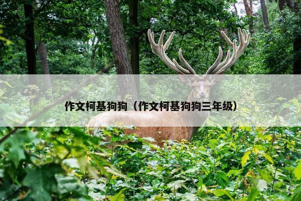 作文柯基狗狗（作文柯基狗狗三年级）