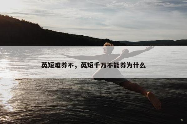英短难养不，英短千万不能养为什么