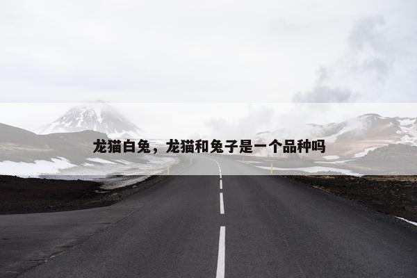 龙猫白兔，龙猫和兔子是一个品种吗