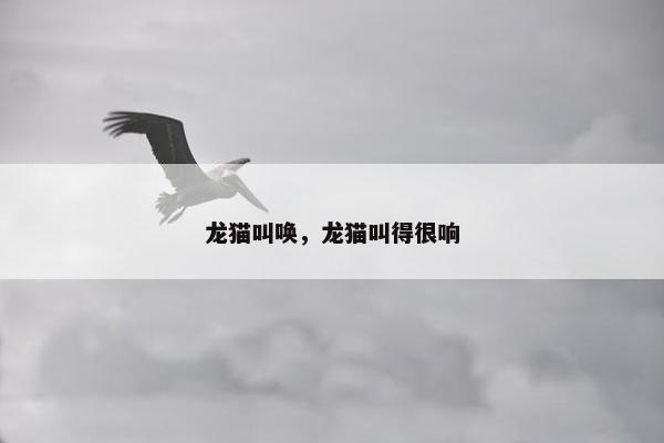 龙猫叫唤，龙猫叫得很响