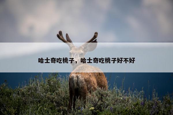 哈士奇吃桃子，哈士奇吃桃子好不好
