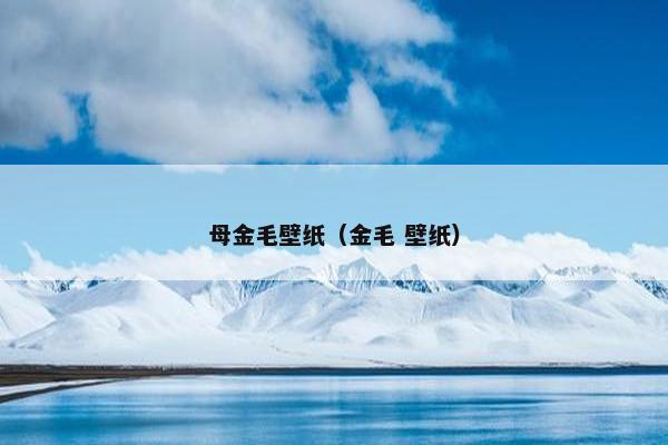 母金毛壁纸（金毛 壁纸）