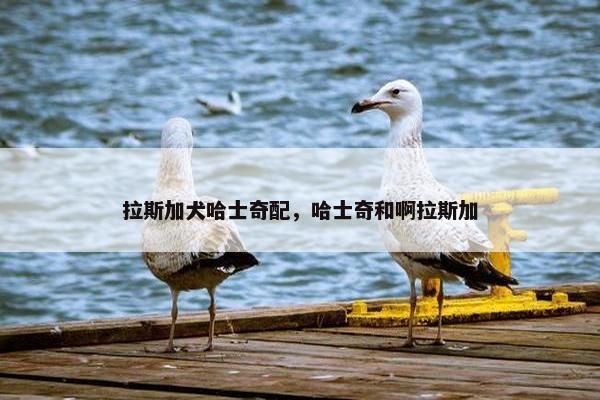 拉斯加犬哈士奇配，哈士奇和啊拉斯加