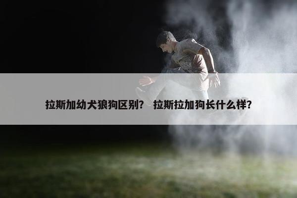 拉斯加幼犬狼狗区别？ 拉斯拉加狗长什么样？