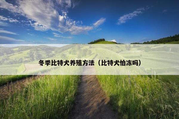 冬季比特犬养殖方法（比特犬怕冻吗）