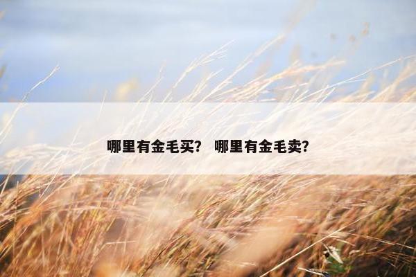 哪里有金毛买？ 哪里有金毛卖？
