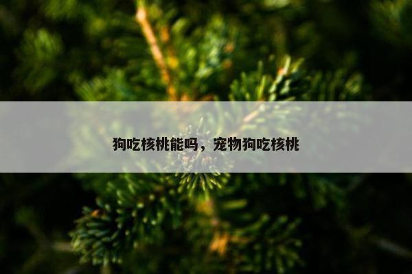 狗吃核桃能吗，宠物狗吃核桃
