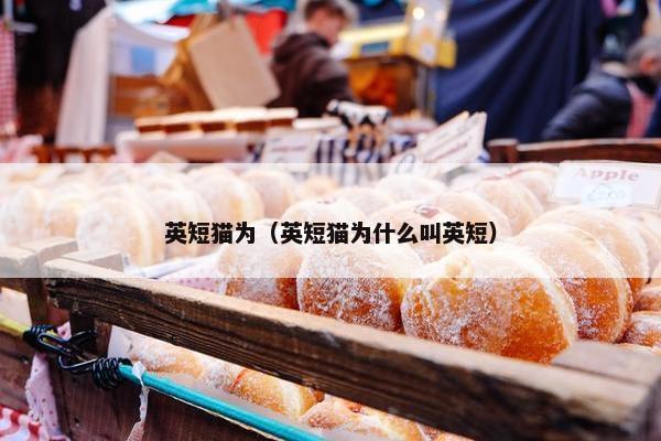 英短猫为（英短猫为什么叫英短）