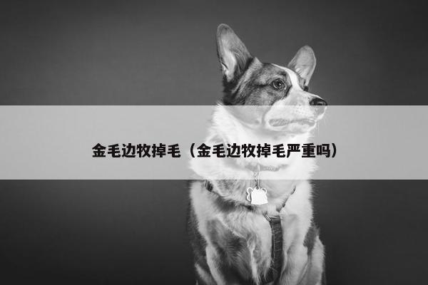 金毛边牧掉毛（金毛边牧掉毛严重吗）