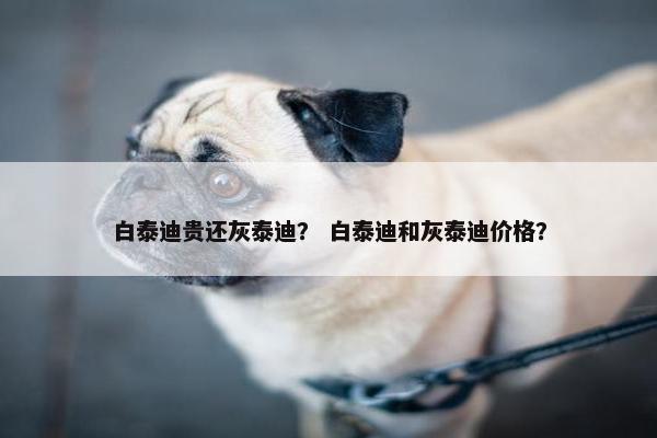 白泰迪贵还灰泰迪？ 白泰迪和灰泰迪价格？
