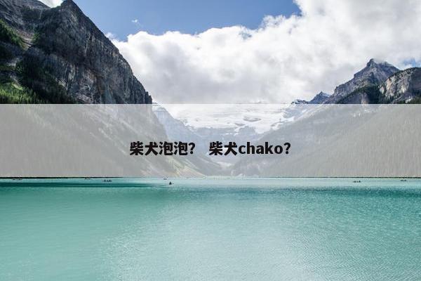 柴犬泡泡？ 柴犬chako？